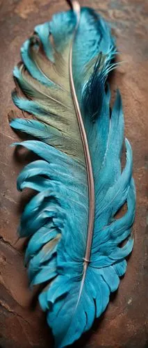 peacock feathers,peacock feather,feather jewelry,parrot feathers,hawk feather,bird feather,Photography,General,Cinematic