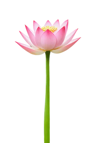 Pink lotus flower, delicate petals, golden anthers, green stem, water droplets, soft focus, warm lighting, 3/4 composition, shallow depth of field, macro shot, close-up, natural scenery, calm atmosphe