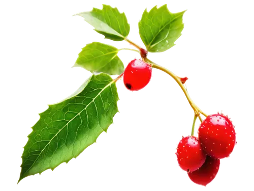 Ripe berry, red color, glossy surface, juicy pulp, green leaf, vine entwined, morning dew, soft natural light, close-up shot, macro photography, shallow depth of field, warm color tone, cinematic ligh