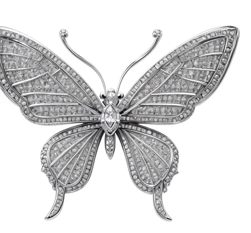 vanessa (butterfly),hesperia (butterfly),janome butterfly,cupido (butterfly),butterfly white,celastrina,peppered moth,lacewing,polyommatus,c butterfly,lepidoptera,butterfly clip art,french butterfly,m