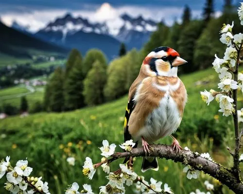 european goldfinch,black headed grosbeak,goldfinch,american tree sparrow,carduelis carduelis,european finch,goldfinches,appenzeller,chestnut sided warbler,spring bird,bohemian waxwing,nature bird,carduelis,meadow bird,collared inca,grosbeak,chukar partridge,dickcissel,gold finch,male finch,Photography,General,Realistic