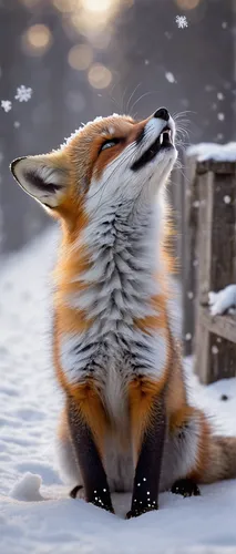 adorable fox,cute fox,christmas fox,fox,firefox,fox in the rain,a fox,red fox,vulpes vulpes,fox stacked animals,child fox,red panda,foxes,little fox,garden-fox tail,winter animals,redfox,sand fox,fox hunting,tails,Photography,Black and white photography,Black and White Photography 15