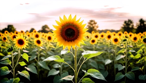 sunflower field,sunflower,sunflowers,sun flower,helianthus,sun flowers,sunflower paper,helianthus sunbelievable,stored sunflower,sunflower coloring,sunflower lace background,small sun flower,blooming field,sunburst background,flowers sunflower,erdsonne flower,flower field,flower in sunset,sunflower seeds,solar field,Conceptual Art,Oil color,Oil Color 24