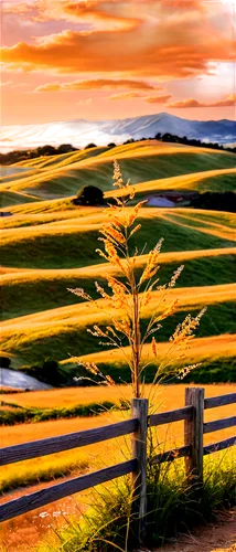 Golden hay, rolling hills, summer afternoon, sun-kissed landscape, wispy clouds, gentle breeze, dry earth, scattered wildflowers, rustic fence in background, warm lighting, shallow depth of field, pan