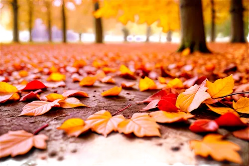 autumn background,autumn leaves,fallen leaves,autumn walk,reddish autumn leaves,fall leaves,autumn forest,autumn frame,autumnal leaves,just autumn,autumn in the park,autumn round,autumn scenery,autumn,leaf background,colored leaves,falling on leaves,autumn leaf,autumn season,colors of autumn,Conceptual Art,Fantasy,Fantasy 31