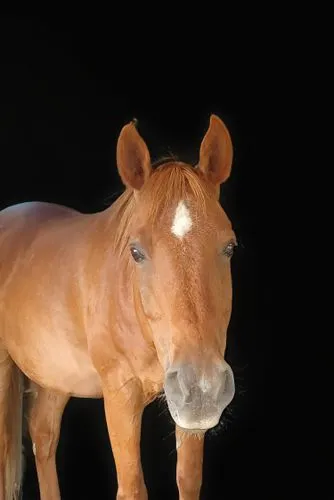 portrait animal horse,przewalski's horse,palomino,quarterhorse,belgian horse,albino horse,mustang horse,australian pony,haflinger,brown horse,warm-blooded mare,kutsch horse,a horse,equine,horse breeding,suckling foal,foal,dream horse,gelding,arabian horse