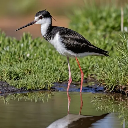 common stilt,black-winged stilt,wading bird,jacanas,cracidae,small wading birds,wader,rallidae,marsh bird,botswana bwp,bogoria,jabiru,waders,haematopus ostralegus,phalacrocoracidae,wood sandpiper,alcidae,muricidae,fringillidae,saddle-billed stork,Photography,General,Realistic