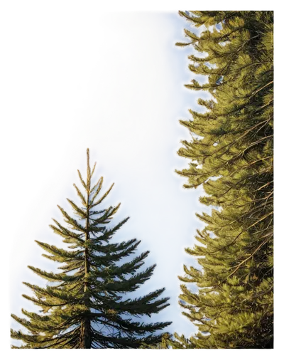 norfolk island pine,picea,spruce trees,fir tree silhouette,larches,spruce tree,fir needles,blue spruce,spruce needles,fir tree,coniferous,araucaria,fir trees,conifer,evergreen trees,larch tree,metasequoia,larch forests,spruce forest,larch trees,Illustration,Children,Children 01