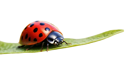 Ladybug, small, red body, black spots, wings open, flying, garden setting, green leaves, sunny day, warm light, shallow depth of field, 3/4 composition, close-up shot, detailed texture, natural colors