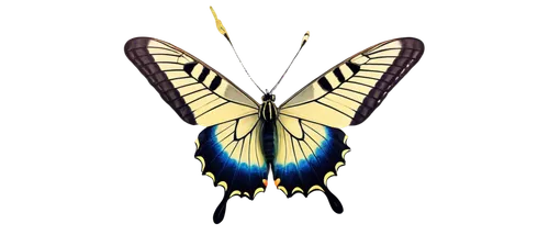 butterfly vector,ornithoptera,papilio machaon,machaon,graphium,papilio,inotera,pipala,aurora butterfly,butterfly background,swallowtail,large aurora butterfly,swallowtail butterfly,lepidopteran,zygaena,butterfly moth,lepidoptera,french butterfly,butterfly clip art,pellucid hawk moth,Illustration,Abstract Fantasy,Abstract Fantasy 01