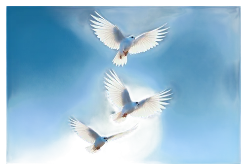 dove of peace,doves of peace,peace dove,holy spirit,white dove,doves,peacebuilding,eckankar,divine healing energy,derivable,cygnes,peacemaking,urantia,angel wing,doves and pigeons,pentecost,whitewings,dove,flying sea gulls,peaceably,Art,Classical Oil Painting,Classical Oil Painting 31