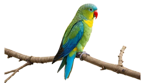 south american parakeet,kakariki parakeet,macaw hyacinth,blue parakeet,perico,yellowish green parakeet,yellow green parakeet,caique,rosella,blue and gold macaw,parakeet,blue macaw,macaw,cute parakeet,yellow parakeet,beautiful parakeet,bird png,blue and yellow macaw,green rosella,guacamaya,Photography,Fashion Photography,Fashion Photography 24