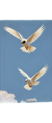 crested terns,flying tern,sandwich tern,royal tern,doves of peace,tern flying,fujian white crane,flying sea gulls,flying common tern,dove of peace,forster s tern,fairy tern,tern bird,herring gulls,black-winged kite,trumpeter swans,birds in flight,large white-headed gull,birds flying,black headed gulls,Art,Classical Oil Painting,Classical Oil Painting 20