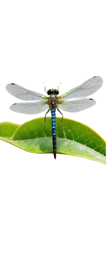 Dragonfly, photoshoot, solo, macro shot, close-up, detailed eyes, transparent wings, green metallic body, delicate legs, perched on a leaf, natural habitat, warm sunlight, soft focus, shallow depth of