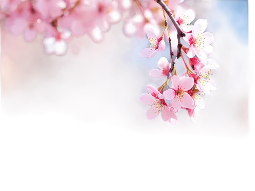 japanese sakura background,sakura background,sakura cherry tree,sakura flowers,sakura tree,sakura blossoms,spring background,cherry blossoms,japanese floral background,sakura flower,cold cherry blossoms,sakura trees,japanese cherry blossoms,cherry blossom branch,sakura cherry blossoms,cherry blossom tree,japanese cherry blossom,pink cherry blossom,cherry blossom,hanami,Conceptual Art,Sci-Fi,Sci-Fi 23