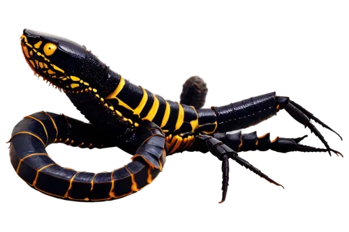 fire salamander,spotted salamander,salamandra,tiger salamander,dusky salamander,scorpion,salamander,lungless salamander,true salamanders and newts,northern dusky salamander,mole salamander,malagasy taggecko,northern two-lined salamander,woodland salamander,hyssopus,ensatina,spring salamander,scorpio,cretoxyrhina,agalychnis,Photography,Documentary Photography,Documentary Photography 21