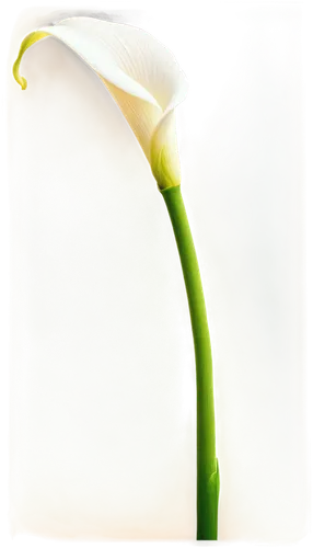 calla lily,zantedeschia,calla lilies,easter lilies,white lily,madonna lily,uniflora,peace lilies,white trumpet lily,galanthus,tulip background,lily of the valley,peace lily,spring onion,tulip white,jonquils,anthurium,masdevallia,hymenocallis,spring leaf background,Art,Classical Oil Painting,Classical Oil Painting 19