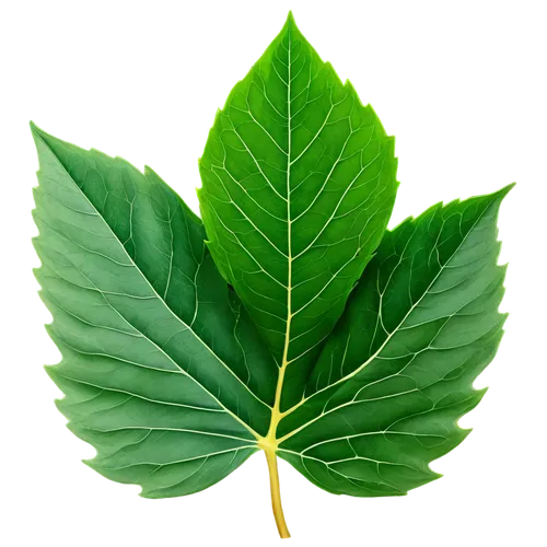 walnut leaf,chestnut leaf,mape leaf,bay-leaf,fig leaf,custody leaf,leaf background,beech leaf,bay leaf,tropical leaf,the leaves of chestnut,chestnut with leaf,fan leaf,tree leaf,chestnut leaves,bo leaf,mammoth leaf,tropical leaf pattern,green leaf,leaf pattern,Illustration,Realistic Fantasy,Realistic Fantasy 41