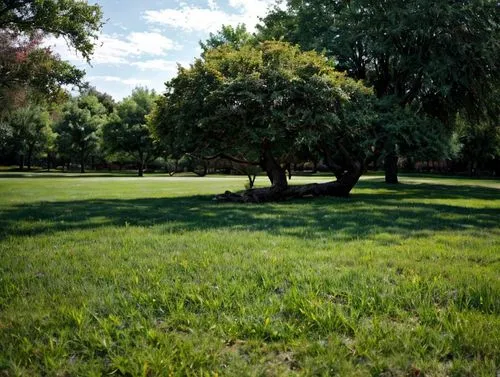 background tree all the same color
,russian olive,siberian elm,circle around tree,walnut trees,corkscrew willow,olive grove,zelkova serrata,poplar tree,linden tree,buckeye tree,vinegar tree,green spac