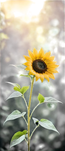 small sun flower,sunflower lace background,sun flower,sunflower,stored sunflower,helianthus,rudbeckia,sunflower paper,black-eyed susanne,helianthus occidentalis,sun flowers,helianthus sunbelievable,flowers sunflower,yellow flower,flower in sunset,sunflower field,erdsonne flower,yellow petals,flower background,african daisy,Conceptual Art,Fantasy,Fantasy 34