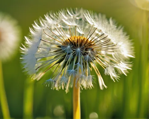 dandelion flower,common dandelion,dandelion background,dandelion seeds,dandelions,dandelion,dandelion flying,taraxacum,flying dandelions,dandelion meadow,taraxacum officinale,dandelion field,taraxacum ruderalia,seed-head,mayweed,seed head,grass blossom,leucanthemum,ox-eye daisy,straw flower,Conceptual Art,Sci-Fi,Sci-Fi 19