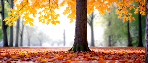 autumn background,autumn frame,autumn park,metasequoia,autumn in the park,round autumn frame,autumn forest,autumn scenery,autumn round,background bokeh,chinar,autumn trees,autumn walk,3d background,autumn songs,autumn leaves,leaf background,golden autumn,yellow leaves,just autumn,Illustration,Japanese style,Japanese Style 13