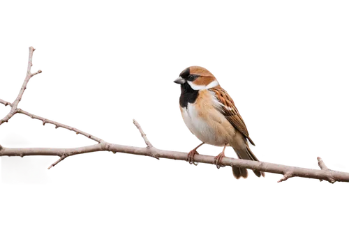 european goldfinch,goldfinch in ozark winter,goldfinch in ozarks winter,goldfinch,bird on branch,chickadee,male finch,male sparrow,passerine,passer domesticus,cisticolas,waxwings,emberiza,bohemian waxwing,chestnut-backed chickadee,passerine bird,shrike,waxwing,helmetshrikes,shrikes,Unique,Design,Knolling