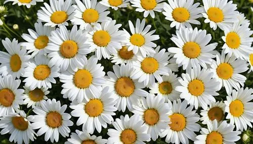 australian daisies,white daisies,wood daisy background,daisies,leucanthemum maximum,daisy flowers,sun daisies,daisy family,leucanthemum,african daisies,marguerite daisy,barberton daisies,shasta daisy,daisy flower,chrysanthemum background,ox-eye daisy,colorful daisy,asteraceae,white chrysanthemums,gerbera daisies,Photography,General,Realistic