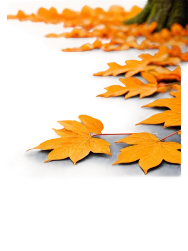 Autumn scenery, vibrant orange leaves, fallen leaves scattered on ground, warm sunlight filtering through trees, soft focus, shallow depth of field, cinematic composition, 3/4 view, panoramic shot, se