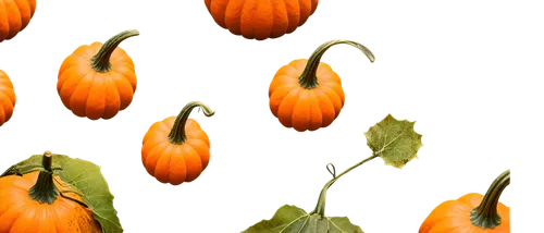 decorative pumpkins,gourds,ornamental gourds,autumn pumpkins,calabaza,mini pumpkins,pumpkins,pumpkin heads,pumkins,scarlet gourd,physalis,decorative squashes,gourd,persimmons,still physalis life,figleaf gourd,chinese lantern plant,striped pumpkins,pumpkin autumn,cucurbita,Photography,Fashion Photography,Fashion Photography 13