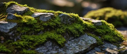 forest moss,tree moss,moss,moss saxifrage,depth of field,mountain stone edge,mushroom landscape,tree stump,clubmoss,liverwort,forest floor,seamless texture,earth in focus,lichens,aaa,3d render,render,lichen,3d rendered,mountain pasture,Illustration,Japanese style,Japanese Style 13