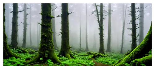 foggy forest,elven forest,forest floor,forest background,forests,coniferous forest,the forests,the forest,dagobah,fir forest,haunted forest,mixed forest,forest dark,forest,green forest,spruce forest,holy forest,cartoon forest,forest of dreams,endor,Art,Classical Oil Painting,Classical Oil Painting 42