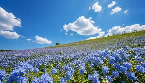 masterpiece, best quality,background ,lanscape,aesthestic, flowers background,sunny day ,blue skies,floral,texas bluebonnet,bluebonnet,cornflower field,blue bonnet,flower field,field of flowers,flower