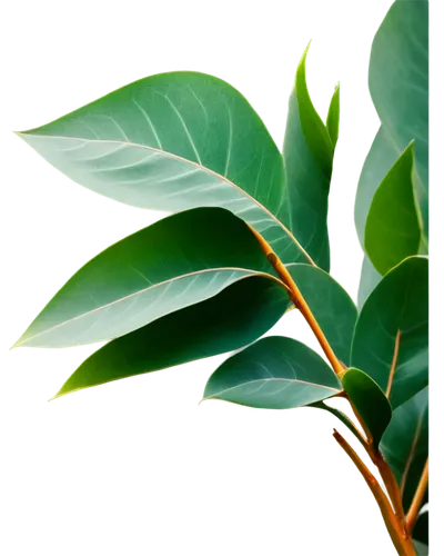 bay leaf,cherry laurel,oleaceae,bay-leaf,mandarin leaves,ficus,curry leaves,tropical leaf pattern,tea plant,tea tree,tropical leaf,walnut leaf,leaf background,mape leaf,loose-leaf,gum leaves,lemon myrtle,bay laurel,green foliage,jungle leaf,Illustration,Retro,Retro 02