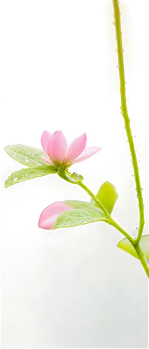 Delicate pink petals, tender stem, soft green leaves, water droplets, gentle curls, blooming stage, morning dew, soft natural light, 3/4 composition, shallow depth of field, warm color tone, cinematic