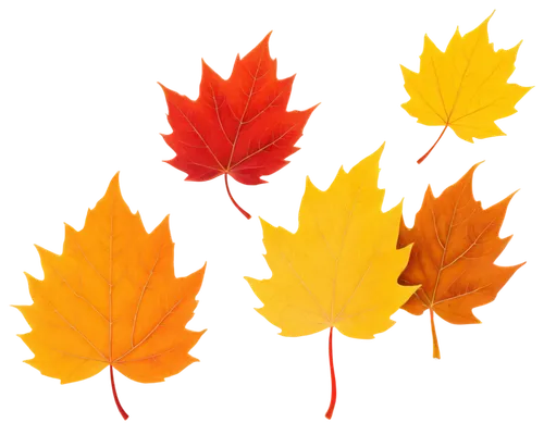 leaf background,colored leaves,maple leaf red,maple leaf,maple leave,maple leaves,leaf icons,colorful leaves,red maple leaf,maple foliage,fall leaf border,autumn background,yellow maple leaf,autumn leaf paper,autumnal leaves,fall foliage,autumn icon,leaf border,autumn colouring,autumn foliage,Illustration,Realistic Fantasy,Realistic Fantasy 04