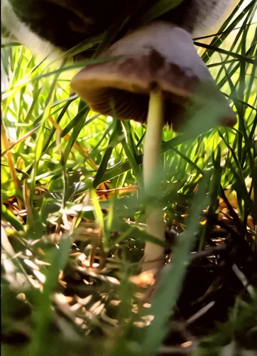 mushrooming,mushroom landscape,agaricus,forest mushroom,mushroom,small mushroom,edible mushroom,bolete,agaric,forest floor,toadstools,edible mushrooms,wild mushroom,mushrooms,champignon mushroom,cubensis,brown mushrooms,agaricaceae,wild mushrooms,russula