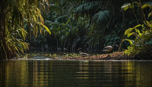 waterfowl 8k,backwaters,backwater,limpkin,south american alligators,wetland,freshwater crocodile,green heron,swamp,nile crocodile,wading bird,wetlands,marsh crocodile,striated heron,lalu wetland,the d