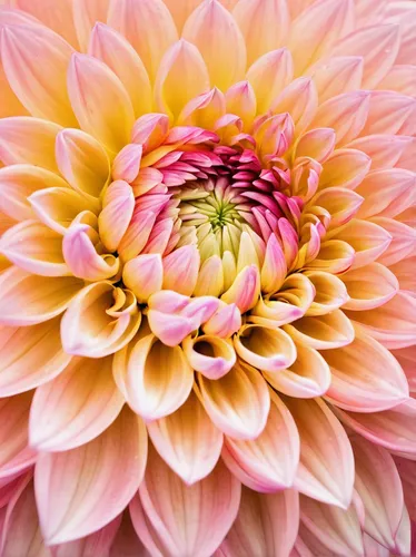 Pale Pink and Yellow Dahlia Wallpapers HD Wallpapers 1600x1200,pink chrysanthemum,dahlia flower,filled dahlia,dahlia bloom,pink dahlias,dahlias,vancouver dahlia,dahlia,dahlia flowers,celestial chrysan