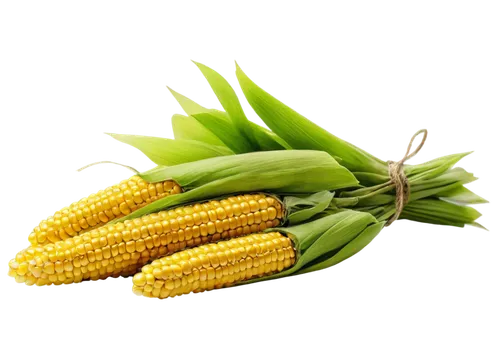 sweetcorn,corncobs,corn,maize,corns,ears of corn,forage corn,corn ordinary,cecrops,playcorn,ornamental corn,corn on the cob,cornhusker,corn pattern,cornelison,kernels,winter corn,pinya,cartoon corn,oldcorn,Illustration,Japanese style,Japanese Style 13