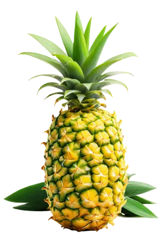 pineapple background,pineapple wallpaper,ananas,small pineapple,a pineapple,pinapple,mini pineapple,pinya,fir pineapple,pineapple plant,pineapple comosu,bromelain,pineapple pattern,pineapple basket,pineapple top,house pineapple,pineapple flower,young pineapple,pineapples,fresh pineapples,Illustration,American Style,American Style 01