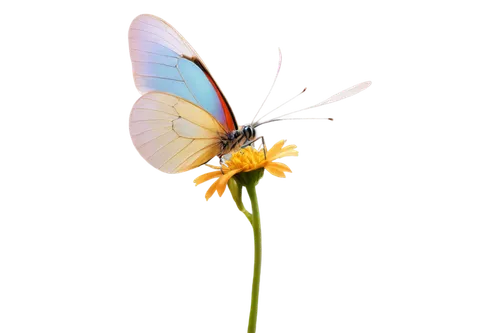 butterfly vector,butterfly isolated,plebejus,butterfly background,blue butterfly background,melanargia,hesperia (butterfly),butterfly clip art,isolated butterfly,coenonympha,cupido (butterfly),euphydryas,coenonympha tullia,butterfly on a flower,melanargia galathea,lycaena phlaeas,ulysses butterfly,celastrina,dryas julia,yellow butterfly,Art,Classical Oil Painting,Classical Oil Painting 04