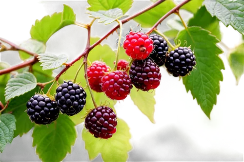 elder berries,black berries,wild berries,black currants,berry fruit,berries,blackberries,ripe berries,blackcurrants,moras,mulberries,rubus,mixed berries,fresh berries,summer fruits,raspberry bush,berries fruit,garden berry,ireland berries,currant berries,Art,Classical Oil Painting,Classical Oil Painting 02