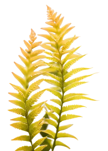 blechnum,spleenwort,fern plant,polypodium,wakefern,pteris,pteridium,ferns,fern leaf,clubmoss,fern fronds,leaf fern,dryopteris,lycopodium,horsetails,frond,myriophyllum,garbarnia,polystichum,hydrilla,Photography,Fashion Photography,Fashion Photography 05