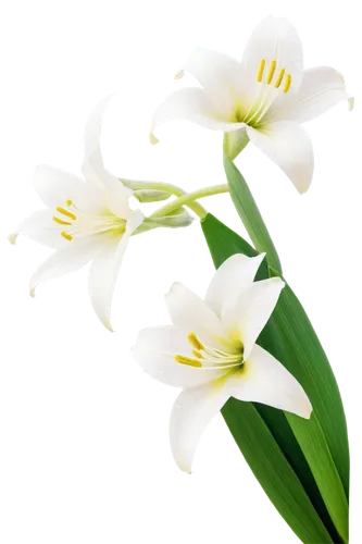 easter lilies,lilies of the valley,flowers png,flower background,lily of the valley,white lily,madonna lily,lily of the field,garden star of bethlehem,star of bethlehem,lilly of the valley,spring leaf background,muguet,jonquils,flower wallpaper,lillies,lilies,white flower,grass lily,doves lily of the valley,Illustration,Abstract Fantasy,Abstract Fantasy 06