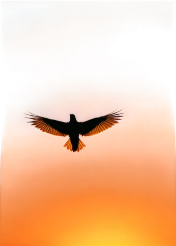 black tern,bird in flight,flying tern,frigatebird,bird in the sky,tern bird,bird wing,volar,tern,bird flying,orange gull,flying common tern,seagull in flight,tern flying,humming bird,chough,bird frame,soar,birdlike,starling,Conceptual Art,Oil color,Oil Color 19