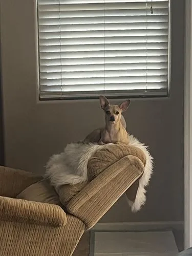 long hair chihuahua,chihuahua,vigilant dog,phoebe perched,diva,meerkat