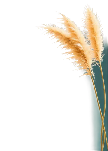 Pampas grass, natural landscape, soft sunlight, gentle breeze, feathery plumes, golden yellow, delicate texture, subtle movement, shallow depth of field, warm color tone, cinematic lighting, panoramic