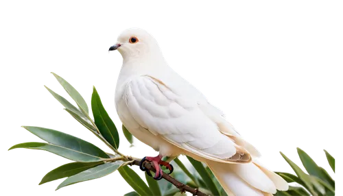 White dove, peaceful expression, gentle eyes, soft feathers, wings spread wide, perched on olive branch, green leaves, morning sunlight, soft focus, warm color tone, 3/4 composition, shallow depth of 