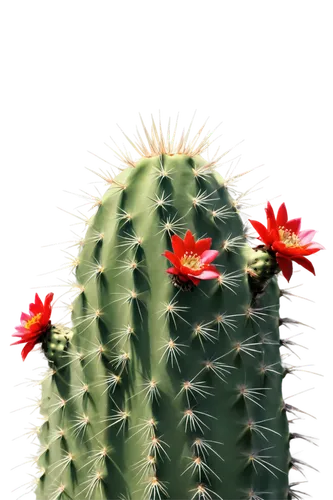 cactus digital background,prickly flower,cactus flower,red cactus flower,cactus,echinopsis,prickly,cactus flowers,prickles,desert flower,prickliest,castus,cacti,cereus,sonoran,prickly pear,cactus rose,sonoran desert,prickling,prickle,Conceptual Art,Sci-Fi,Sci-Fi 14